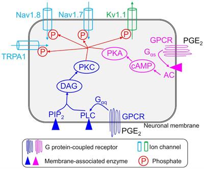 Identification of key factors driving inflammation-induced sensitization of muscle sensory neurons